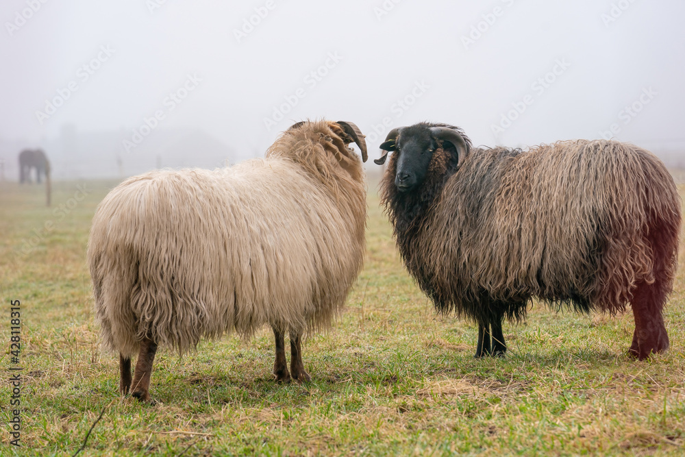 Two sheep in the mist. They look at camera, detail shot. Sheep feed on spring grass. Search for food. Agriculture and extensive traditional breeding
