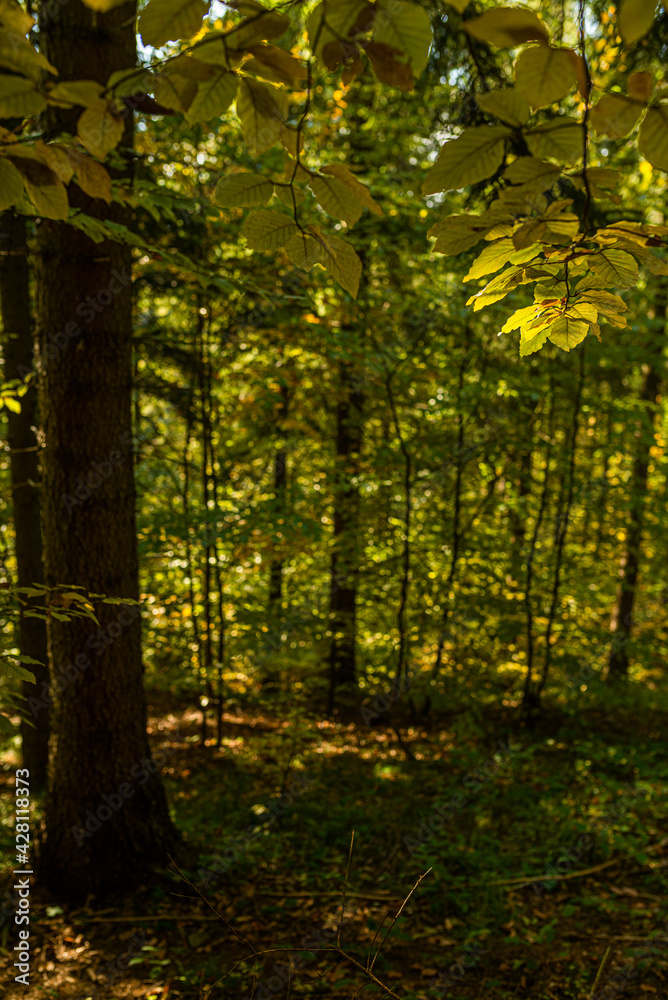 Fototapeta premium Autumn landscape: Forest in polish mountains