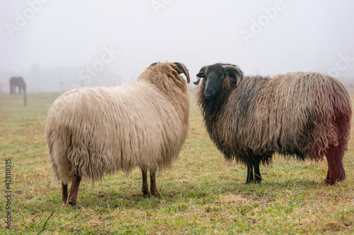Two sheep in the mist. They look at camera, detail shot. Sheep feed on spring grass. Search for food. Agriculture and extensive traditional breeding