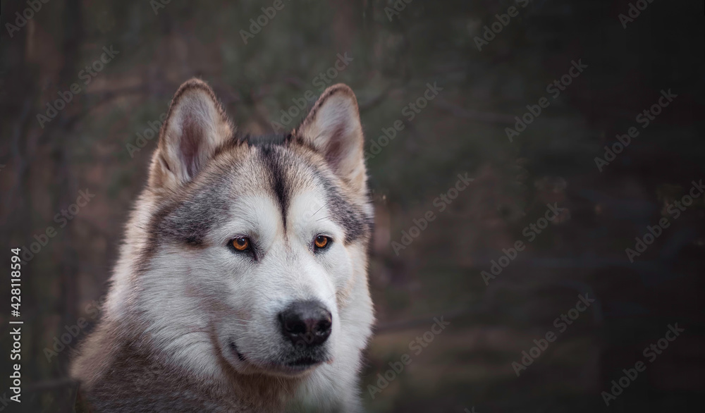 Dark portrait of Alaskan Malamute girl in coniferous forest. Concentrated dog in a professional pet photoshoot. Selective focus on the eyes of the pet, blurred background.