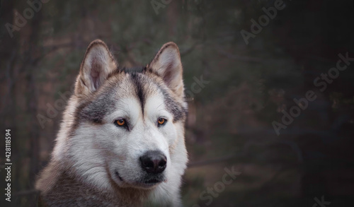 Dark portrait of Alaskan Malamute girl in coniferous forest. Concentrated dog in a professional pet photoshoot. Selective focus on the eyes of the pet, blurred background.