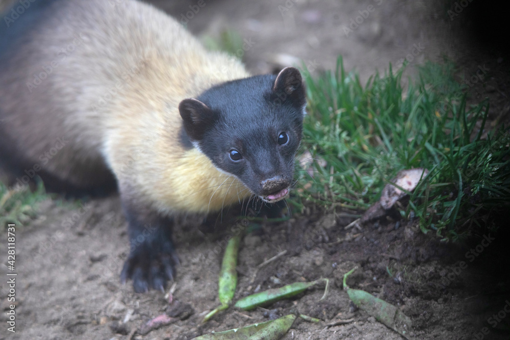 Yellow throated Marten, Martes flavigula, Nepal Yellow throated Marten, Martes flavigula, Nepal