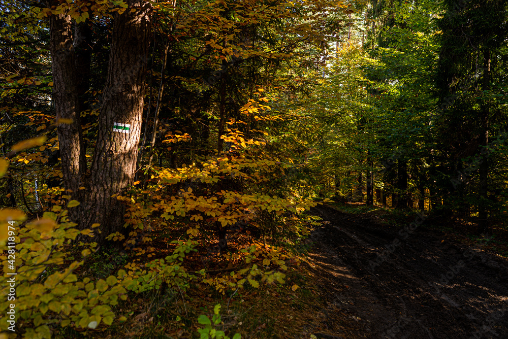 Fototapeta premium Path in autumn forest in polish moutains.