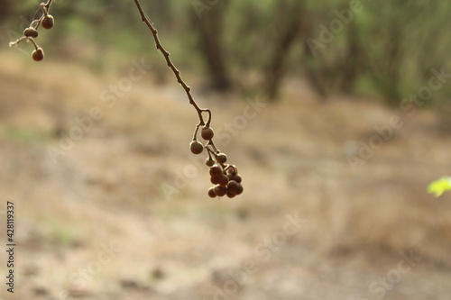 Nature plant dry  © Shyona
