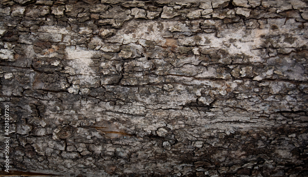 The texture of the old tree bark. The wooden surface is gray. Background for your ideas The texture of the old tree bark. The wooden surface is gray. Background for your ideas