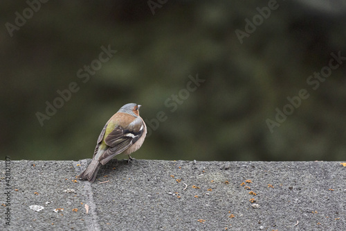 Finch. The bird sits in the spruce branches. Against the background of the sky. photo