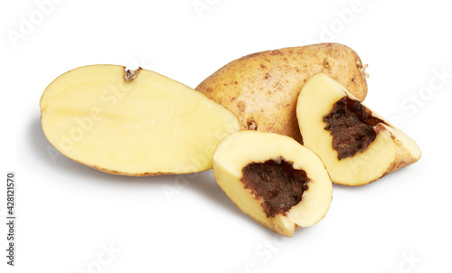 Blackleg of potato. Disease is caused by Pectobacterium bacteria or it is also called Dickeya solani isolated on white with clipping path. They also cause bacterial root rot of sweet potato 