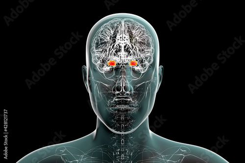 Amygdala, also known as corpus amygdaloideum, in the brain, photo