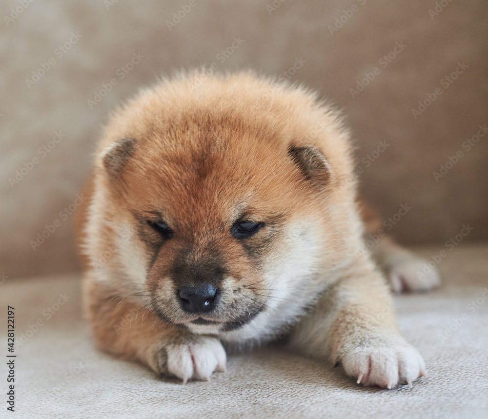 
Little Shiba Inu puppy lying on the couch