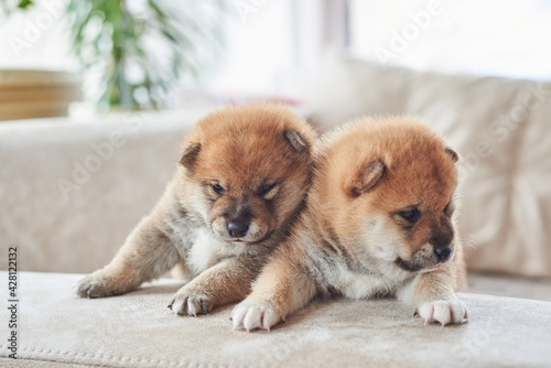 Fototapeta Naklejka Na Ścianę i Meble -  Two little Shiba Inu puppies lie on the couch