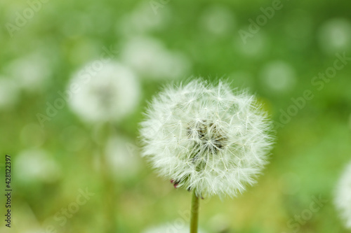 Closeup view of beautiful dandelion in meadow