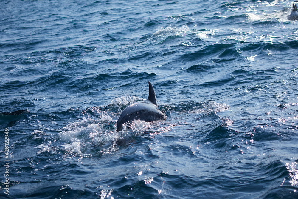 Fototapeta premium dolphin in the sea