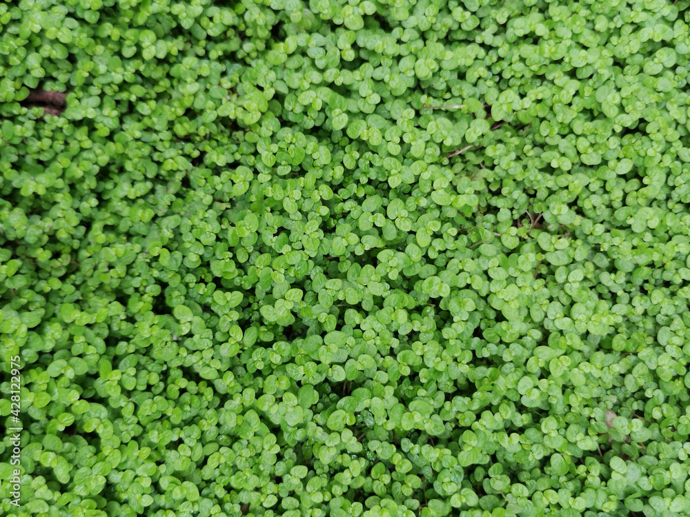 overgrown ivy and tropical leaves background overgrown ivy and tropical leaves background