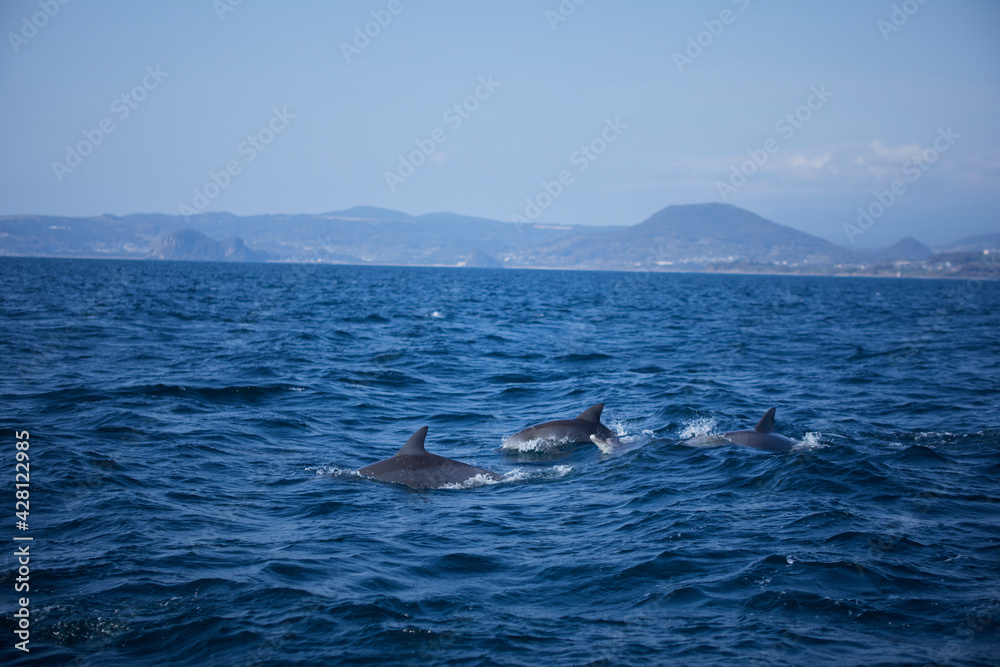 Fototapeta premium dolphin in the sea