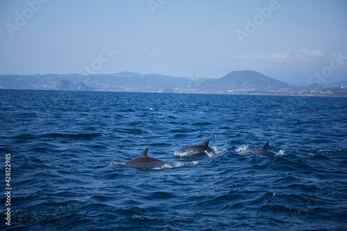 dolphin in the sea © N/ymzk