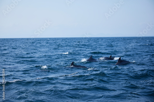 dolphin in the sea © N/ymzk