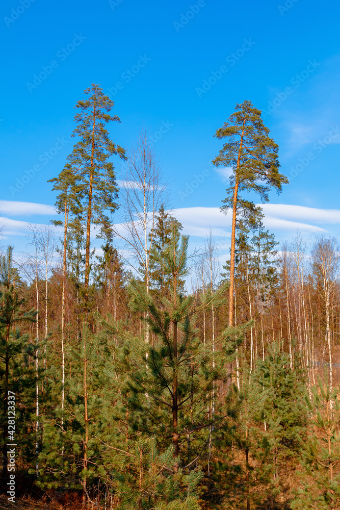 Beauties pine trees on a sunny day in the Belarusian forest Beauties pine trees on a sunny day in the Belarusian forest