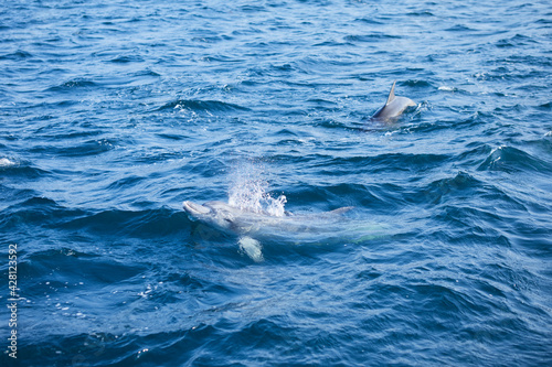 dolphin in the sea