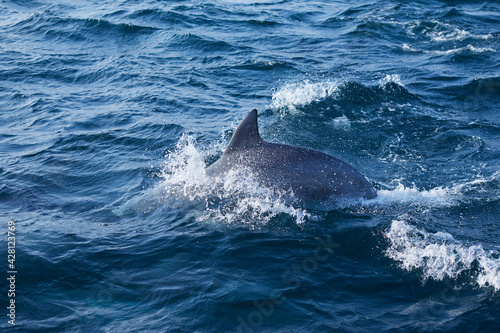 dolphin in the sea