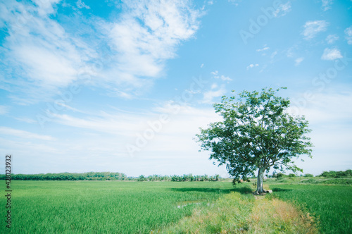 View of paddy fields and shady trees. Selective focus and little big noise some area.