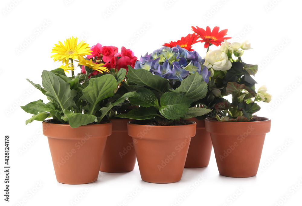 Different beautiful blooming plants in flower pots on white background