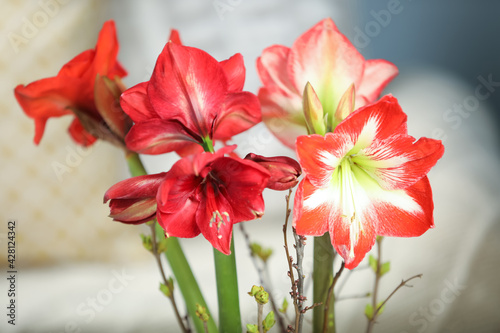 Beautiful red amaryllis flowers on blurred background, closeup