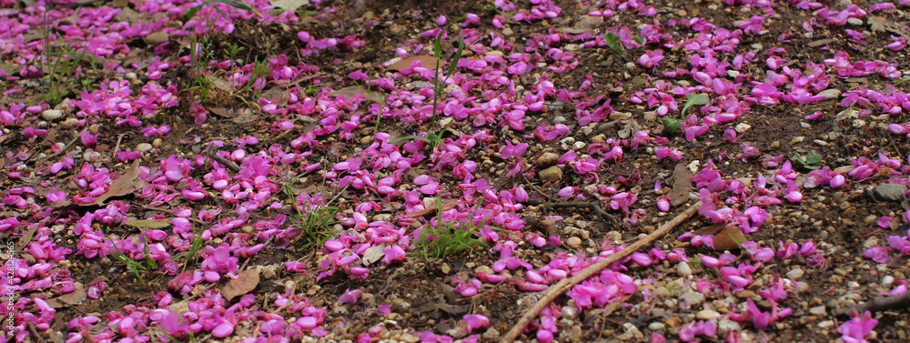Carpet of pink petals on ground with sporadic tufts of grass