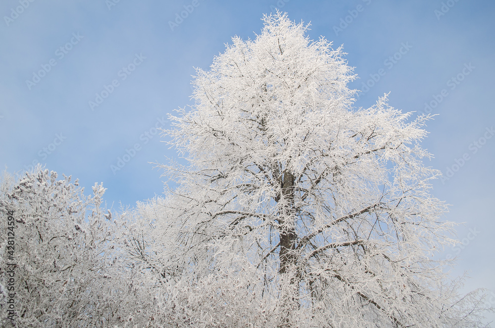 Frost on the trees on a snowy winter day. Skrunda, Latvia. Frost on the trees on a snowy winter day. Skrunda, Latvia.