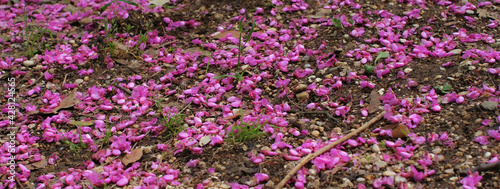 Carpet of pink petals on ground with sporadic tufts of grass