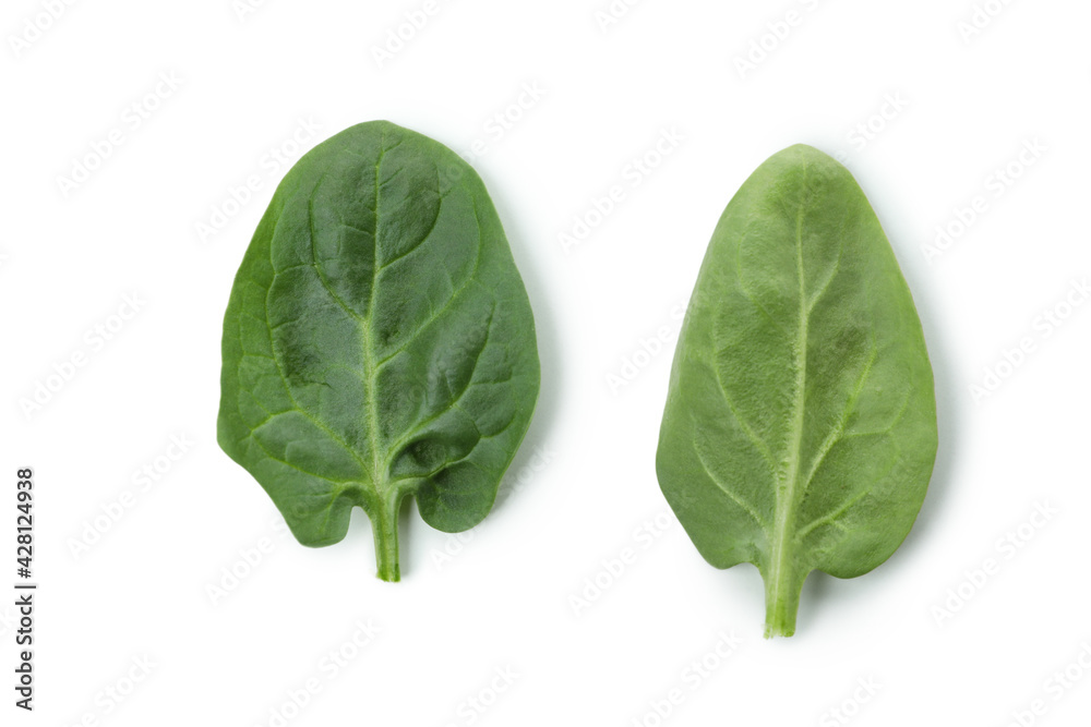 Fototapeta premium Fresh spinach leaves isolated on white background