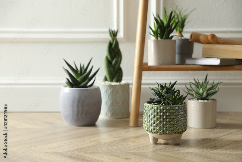Fototapeta premium Beautiful potted plants near white wall, space for text. Floral house decor