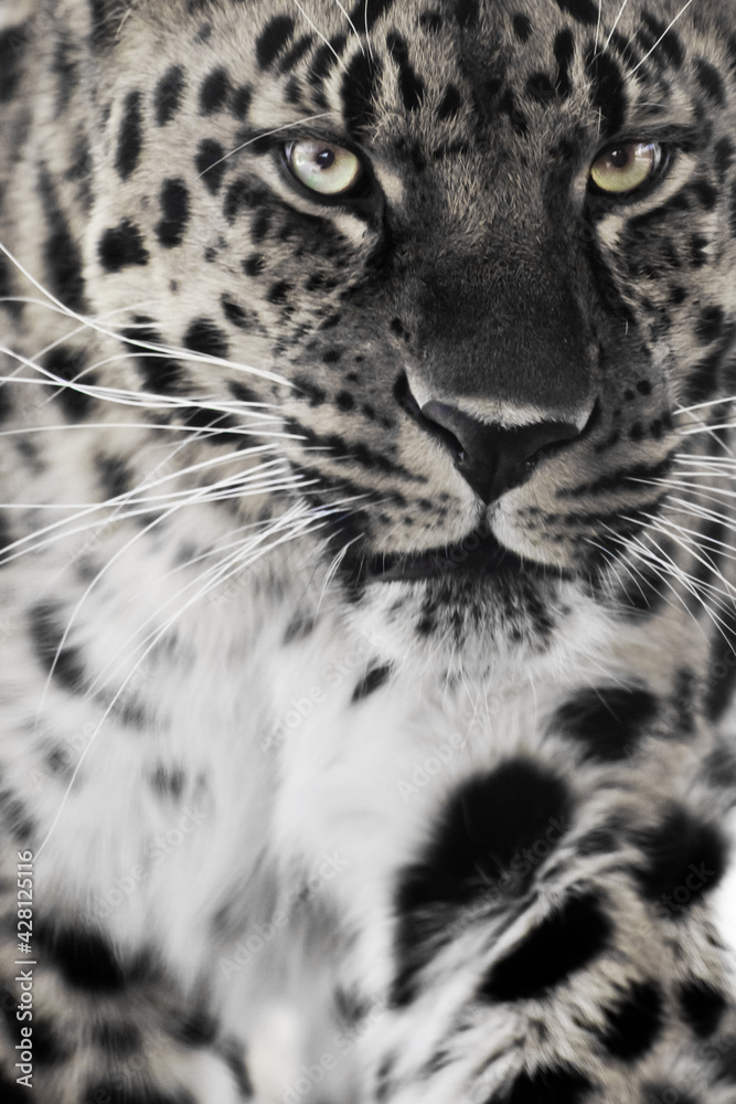 Naklejka premium Discolored with green eyes leopard is large in the entire frame,