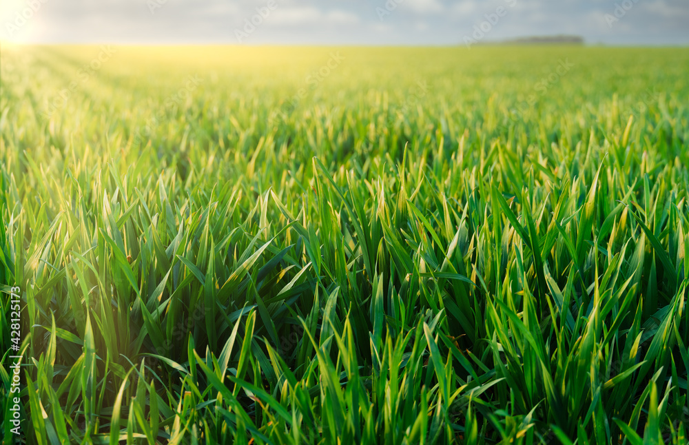 agricultural field with young sprouts and a blue sky with clouds - a beautiful spring landscape agricultural field with young sprouts and a blue sky with clouds - a beautiful spring landscape