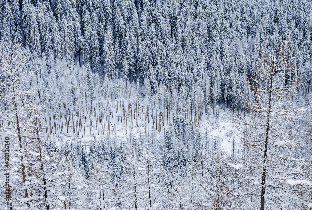 Obraz premium Piękny zimowy widok na panoramę gór Tatry