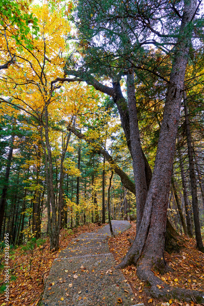 The path in the autumn forest.
