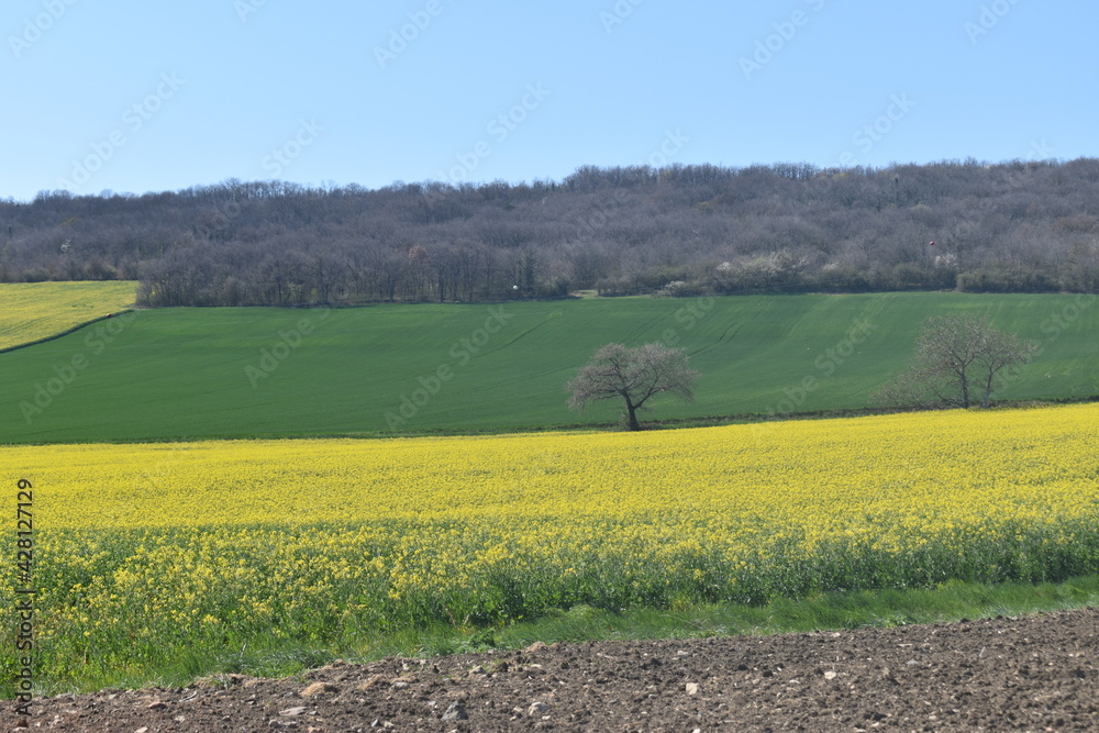 Obraz premium Champ de colza au printemps