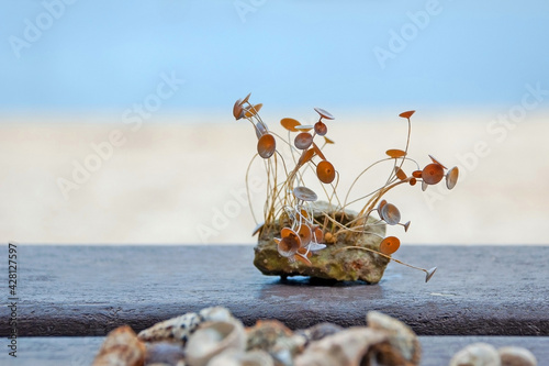 Stone with growing Acetabularia (mermaid's wineglass) on wooden background against sea and beach on the seashore in Banjole, Croatia. photo