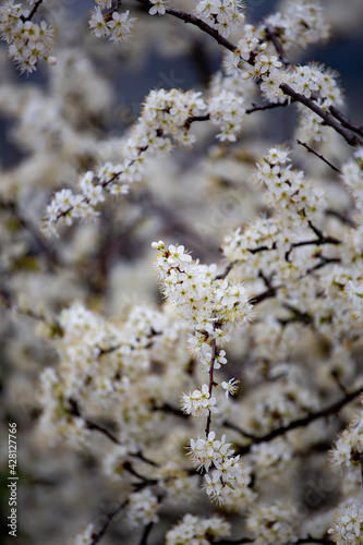 blossom in spring © Katalin