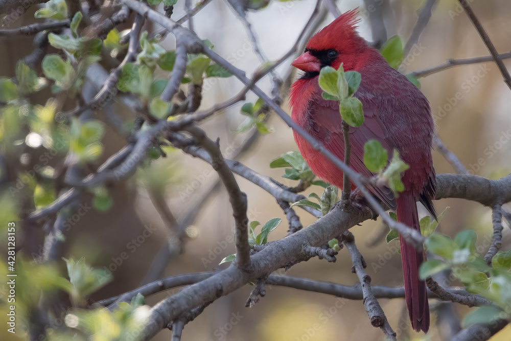 Obraz premium Mr Cardinal 5