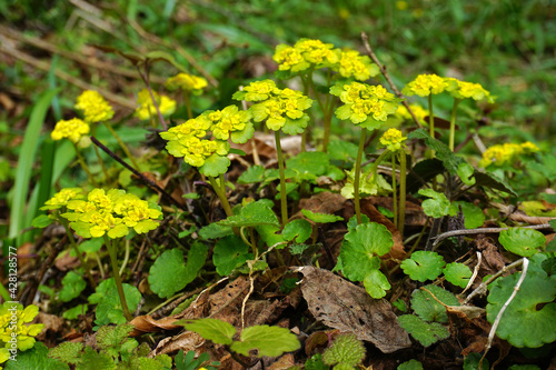 Wechselbl  ttriges Milzkraut  Chrysosplenium alternifolium  alternate-leaved golden saxifrage 