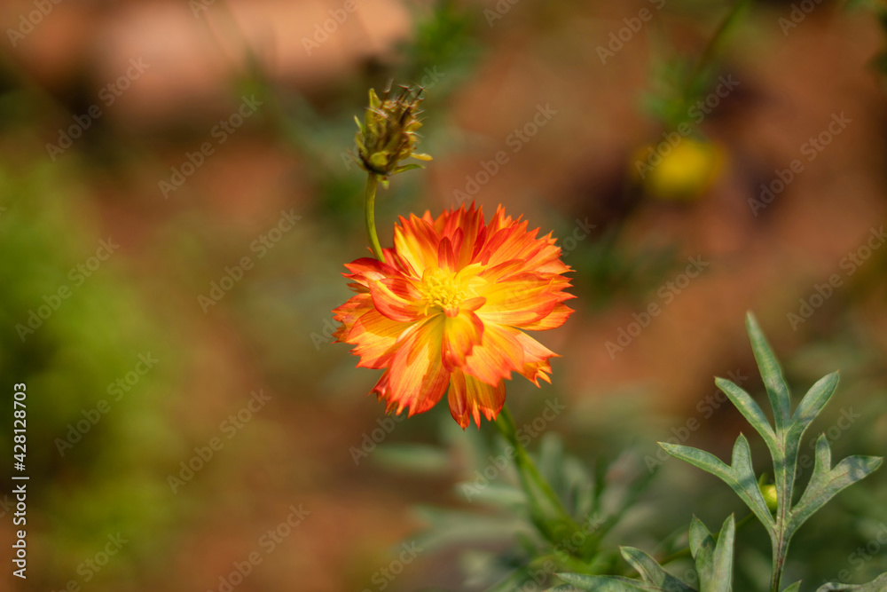 Cosmic Orange Sulfur Multicolour Cosmos plant and flower, Cosmos sulphureus, India Cosmic Orange Sulfur Multicolour Cosmos plant and flower, Cosmos sulphureus, India