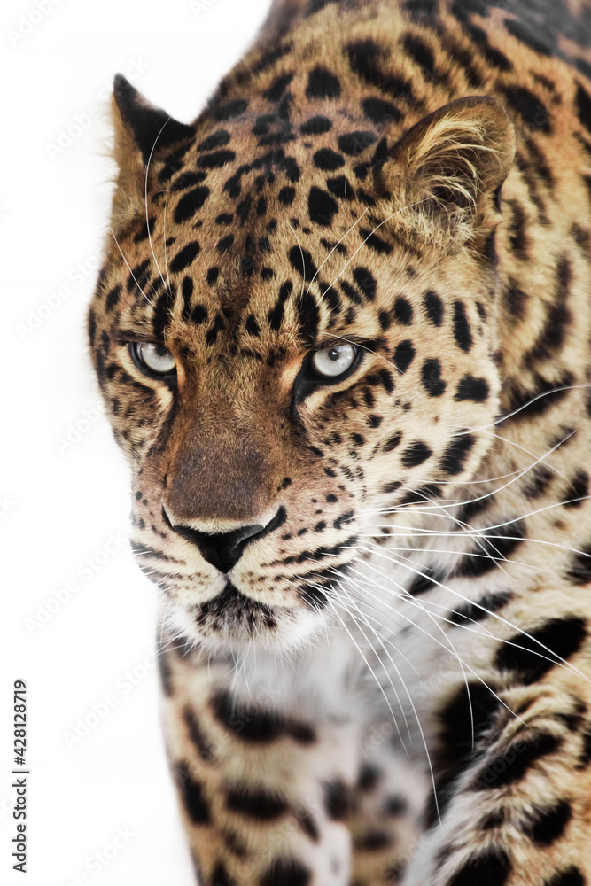 Contrast leopard dangerously walking forward head and torso, white background