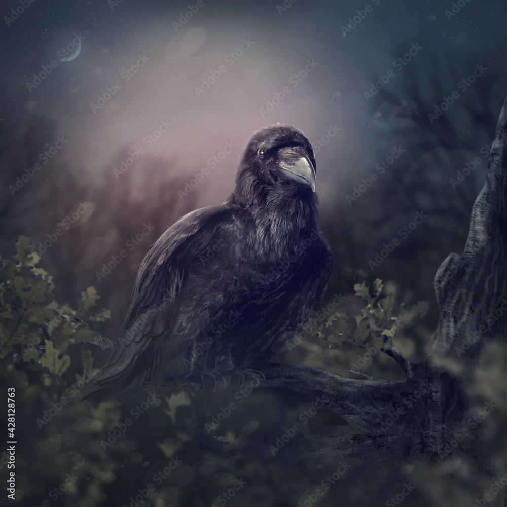 Fototapeta premium Black raven