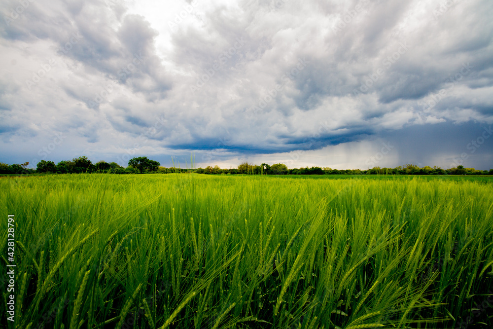 green field and blue sky