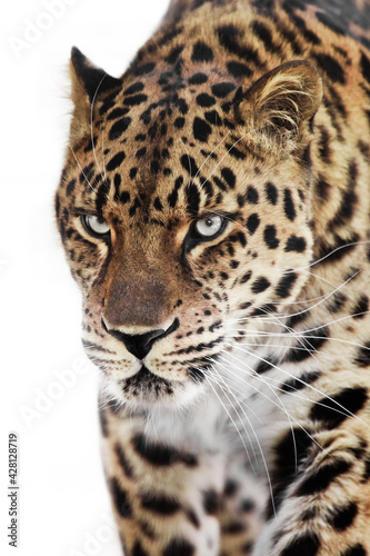 Contrast leopard dangerously walking forward head and torso, white background