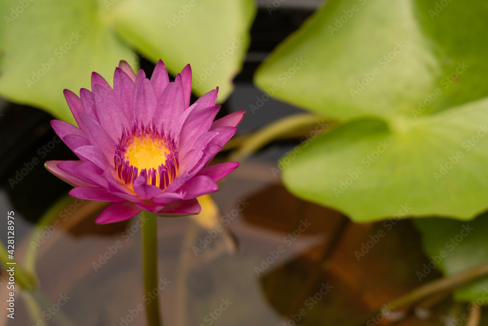 Bull's Eye Tropical Water Lily, Nymphaea Bull's Eye Bull's Eye Tropical Water Lily, Nymphaea Bull's Eye
