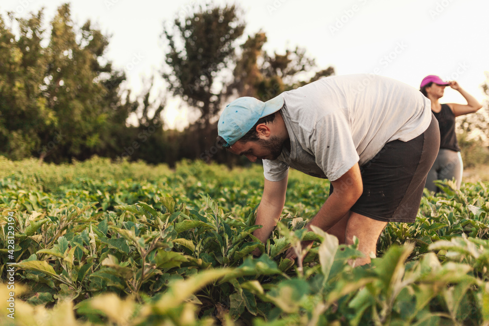 Man grower working and harvesting fresh black eggplant or aubergines in his harvest Man grower working and harvesting fresh black eggplant or aubergines in his harvest