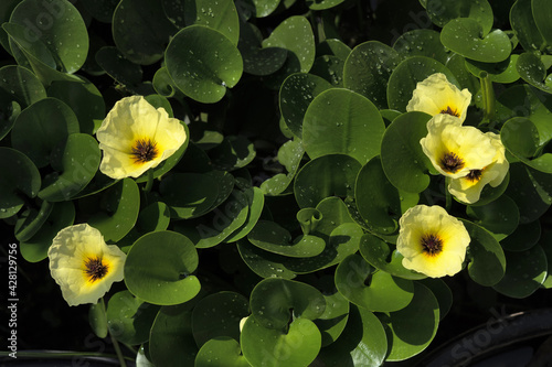 Waterpoppy plant and yellow flowers, Hydrocleys nymphoides, India photo