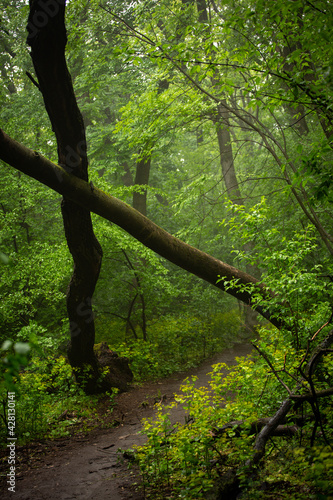 path in the forest