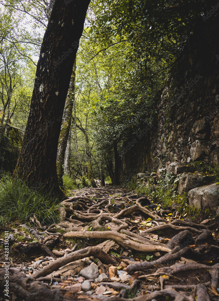 Road with roots and trees in Las Batuecas, Salamanca, Spain. Road with roots and trees in Las Batuecas, Salamanca, Spain.